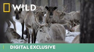 Reindeer Migration  Europe’s New Wild  National Geographic Wild UK [upl. by Delastre]