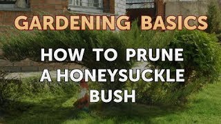 How to Prune a Honeysuckle Bush [upl. by Wunder]