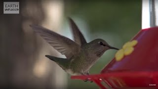 Hummingbirds In Slow Motion  BBC Earth [upl. by Ehrenberg]