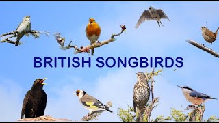 BRITISH SONGBIRDS A Celebration Of Bird Song [upl. by Atinar]