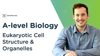 Eukaryotic Cell Structure amp Organelles  Alevel Biology  OCR AQA Edexcel [upl. by Larkins]