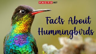 Hummingbird Facts And More About The Smallest Bird Species [upl. by Dedie122]