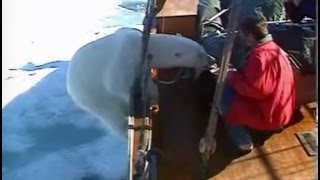 Wild Polar Bear gets too hungry Svalbard [upl. by Muna807]