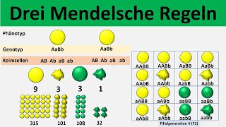 Mendelsche Regeln 1 Uniformitätsregel  2 Spaltungsregel  3 Unabhängigkeitsregel  Biologie [upl. by Wiebmer41]