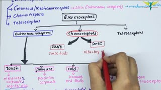 Receptors and Exteroceptors  Physiology  Types  Fibers  properties  Part  13 [upl. by Hooper]