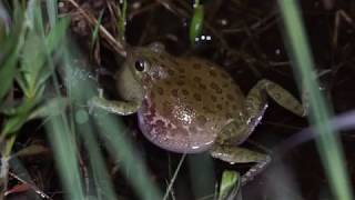 Barking Treefrog calling [upl. by Mcloughlin]