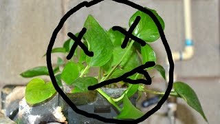 Pothos DESTROYED my aquarium [upl. by Maire]