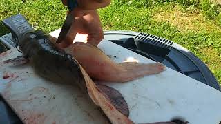 How To Fillet Catfish The Easy Way [upl. by Varin]