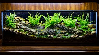 Temperate Forest Creek Runoff Vivarium DIY [upl. by Oibirot]