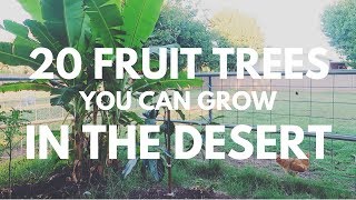 20 Fruit Trees you can grow in the DESERT [upl. by Balough803]