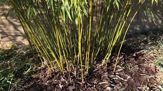 How to Trim Clumping Bamboo Fargesia Robusta amp Scabrida [upl. by Kevyn]