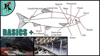 Basics of Bony Fishes Most Fishes  Koaw Nature Lesson 3 [upl. by Ahsein808]