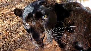 Leopards Marking Their Territory  The Lion Whisperer [upl. by Hawley]