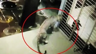 Caught on Camera Dog chases away leopard from house in Mumbai [upl. by Jennifer]