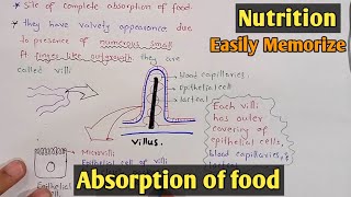 Absorption of food in small intestine  Villi  Class 11 Biology [upl. by Nnaillij]