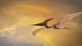 How Were Pterosaurs Adapted for Flight [upl. by Cristiona]