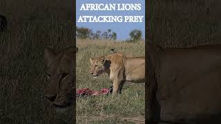 AFRICAN LIONS ATTACKING PREYYouTube [upl. by Arded]