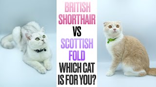 British Shorthair VS Scottish FoldWhich Cat is For You [upl. by Kutzer]