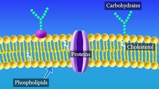 Cell Membrane Structure and Function [upl. by Pratte157]