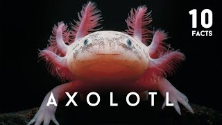 10 Facts About Axolotl [upl. by Natsreik]