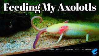 What Do Axolotls Eat [upl. by Ajtak635]