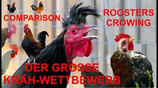 Hähne  Der große KrähWettbewerb  ROOSTERS CROWING COMPARISON with 15 breeds  GALLO CANTANDO [upl. by Naols]