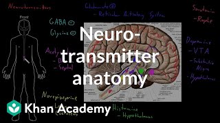 Neurotransmitter anatomy  Organ Systems  MCAT  Khan Academy [upl. by Gagliano]