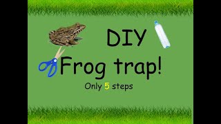 DIY frog trap I 5 easy steps [upl. by Tteragram]