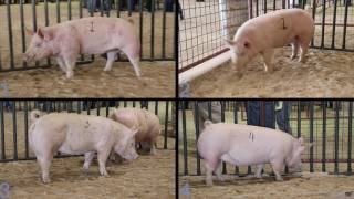 Livestock Judging  Breeding Gilts [upl. by Prunella174]