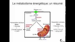 Métabolisme énergétique [upl. by Ellocin848]