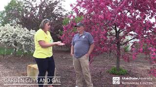 Why you should plant a crabapple [upl. by Aitropal]