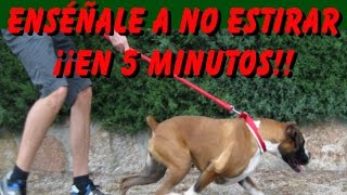 Adiestramiento Canino Enséñale a No Tirar de la Correa en 5 Minutos [upl. by Moersch]