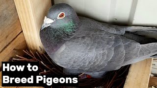 How to Breed Pigeons  Step by Step [upl. by Ntsyrk]