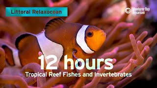 12 Hours Of Tropical Coral Reef Fishes At Monterey Bay Aquarium  Littoral Relaxocean [upl. by Favian]