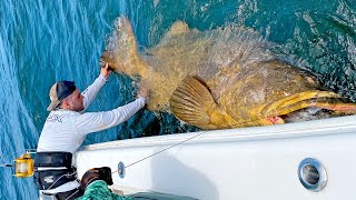 MASSIVE 500lb Goliath Grouper [upl. by Tallbott]