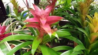 How to care for a Bromeliad Plant  Donna Joshi [upl. by Mayrim]