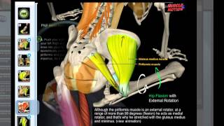 Muscle amp Motion  Piriformis Stretch [upl. by Skeie]