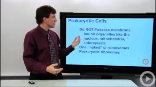 Prokaryotic Cells [upl. by Kcolttam]