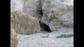 Pallas cat  Otocolobus manul [upl. by Idet]