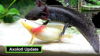 Axolotls  What You Need To Know [upl. by Gavin]