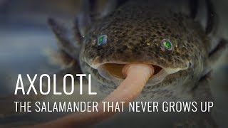 Axolotl Some Fascinating Facts [upl. by Carolynn31]