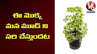 Benefits Of Plant Aralia  Inti Mokkalu  V6 News [upl. by Ydnar]