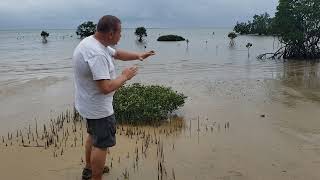 Grey mangrove [upl. by Are]