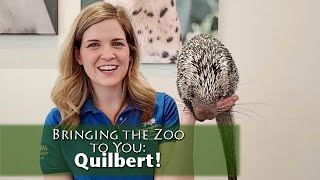 Bringing the Zoo to You Quilbert PrehensileTailed Porcupine [upl. by Kendrick]