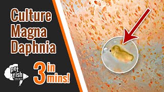 How to culture DAPHNIA MAGNA  The easy way [upl. by Burg852]