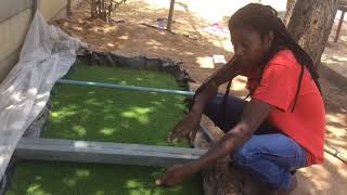 Azolla farming in ZimbabweFish  poultry feed and bio fertilizer [upl. by Tracay]