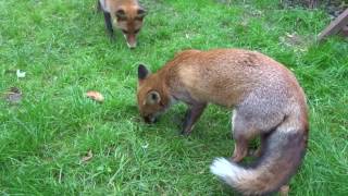 Juvenile Foxes mating [upl. by Niwri]