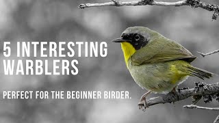 5 Fun and Interesting Warblers  Perfect For The Beginner Birder [upl. by Margery]