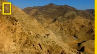 Watch Rare Wild Sheep Run Up Steep Mountainside With Ease  National Geographic [upl. by Ynnaj]