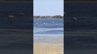 Egret Bird Watching in Gruissan France [upl. by Tihw641]